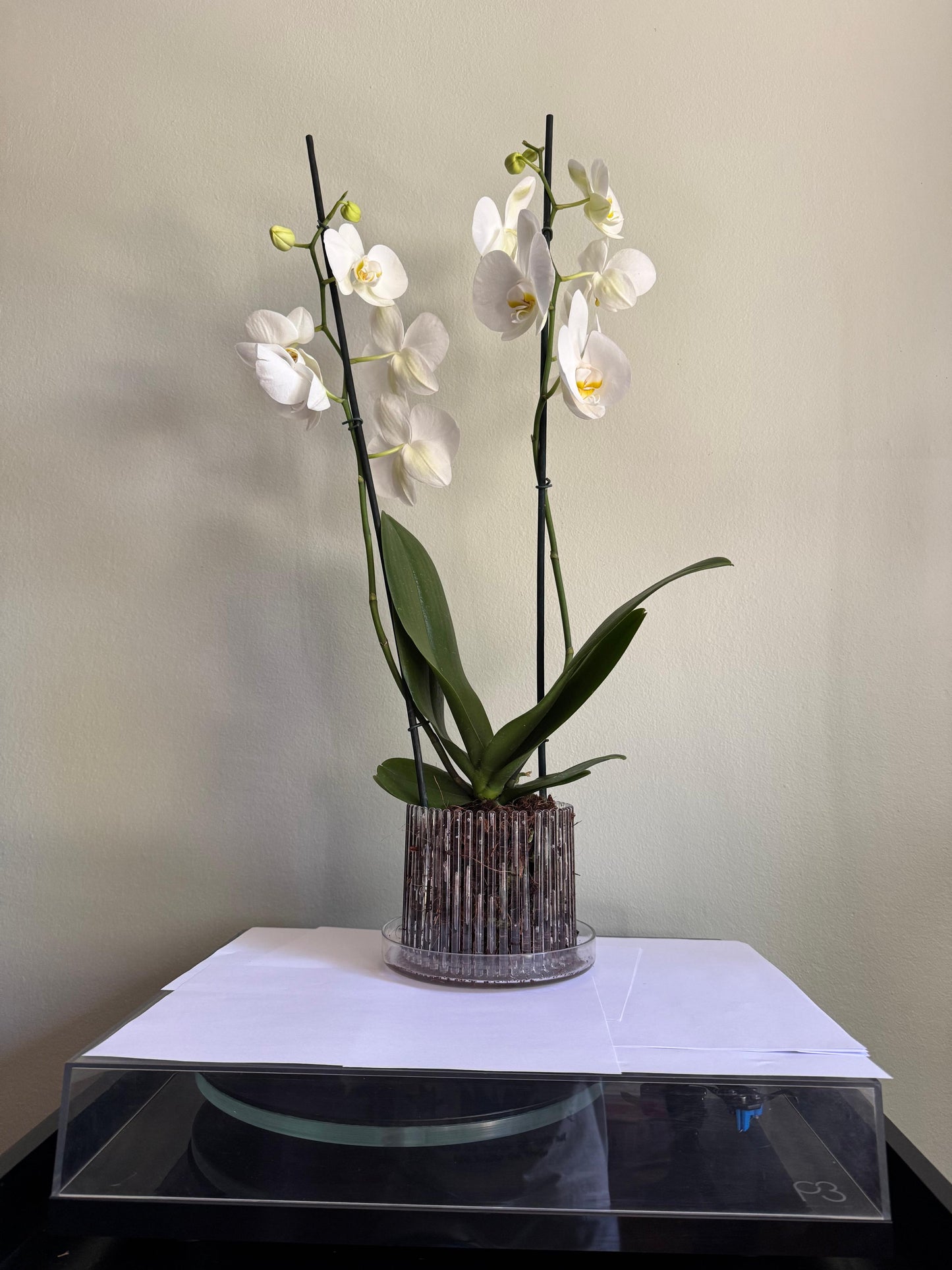Macetero para Orquideas Morado M