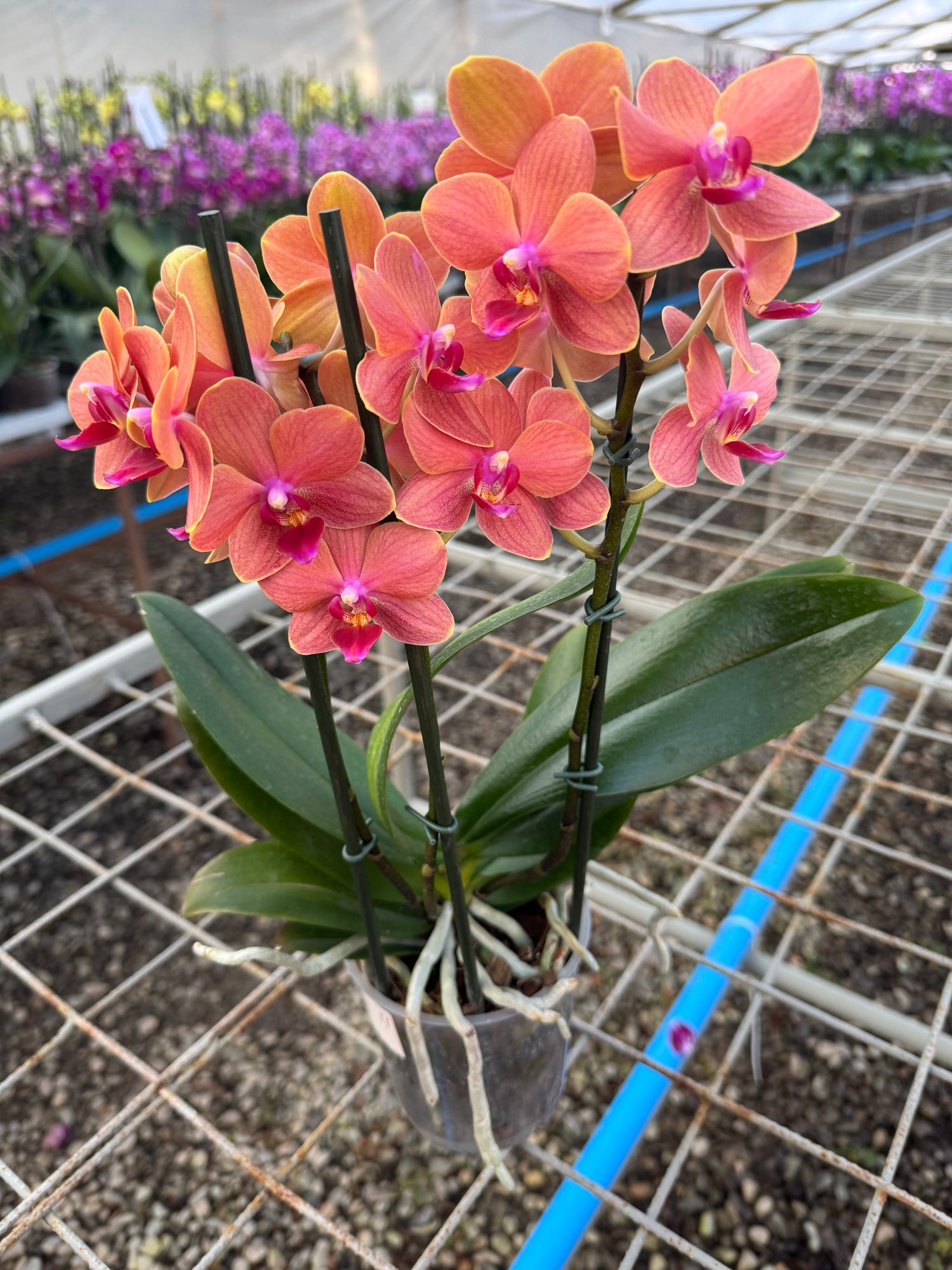 Orquídea Phalaenopsis Bolzano (Multiflora)