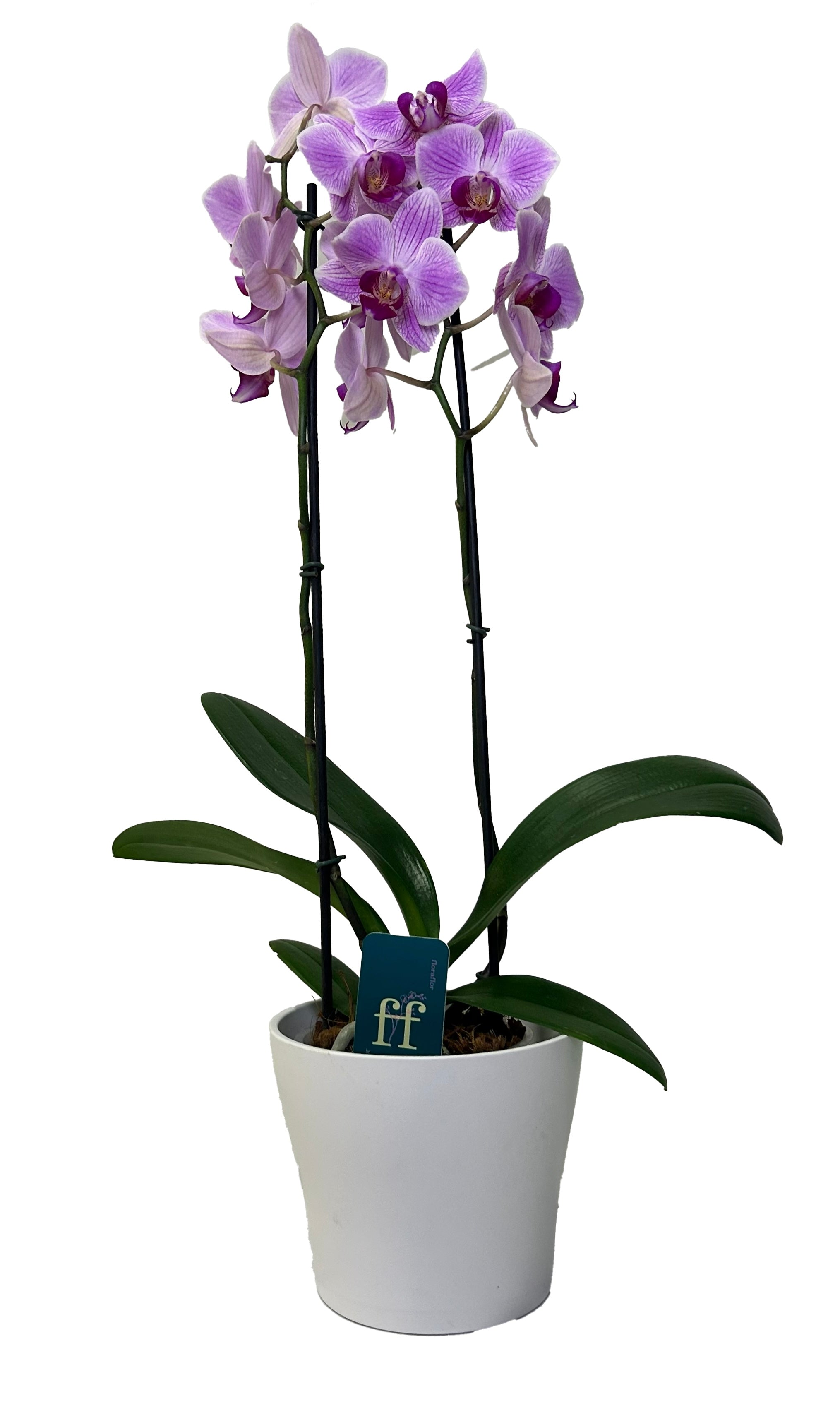 Orquídea Reflection | Floraflor