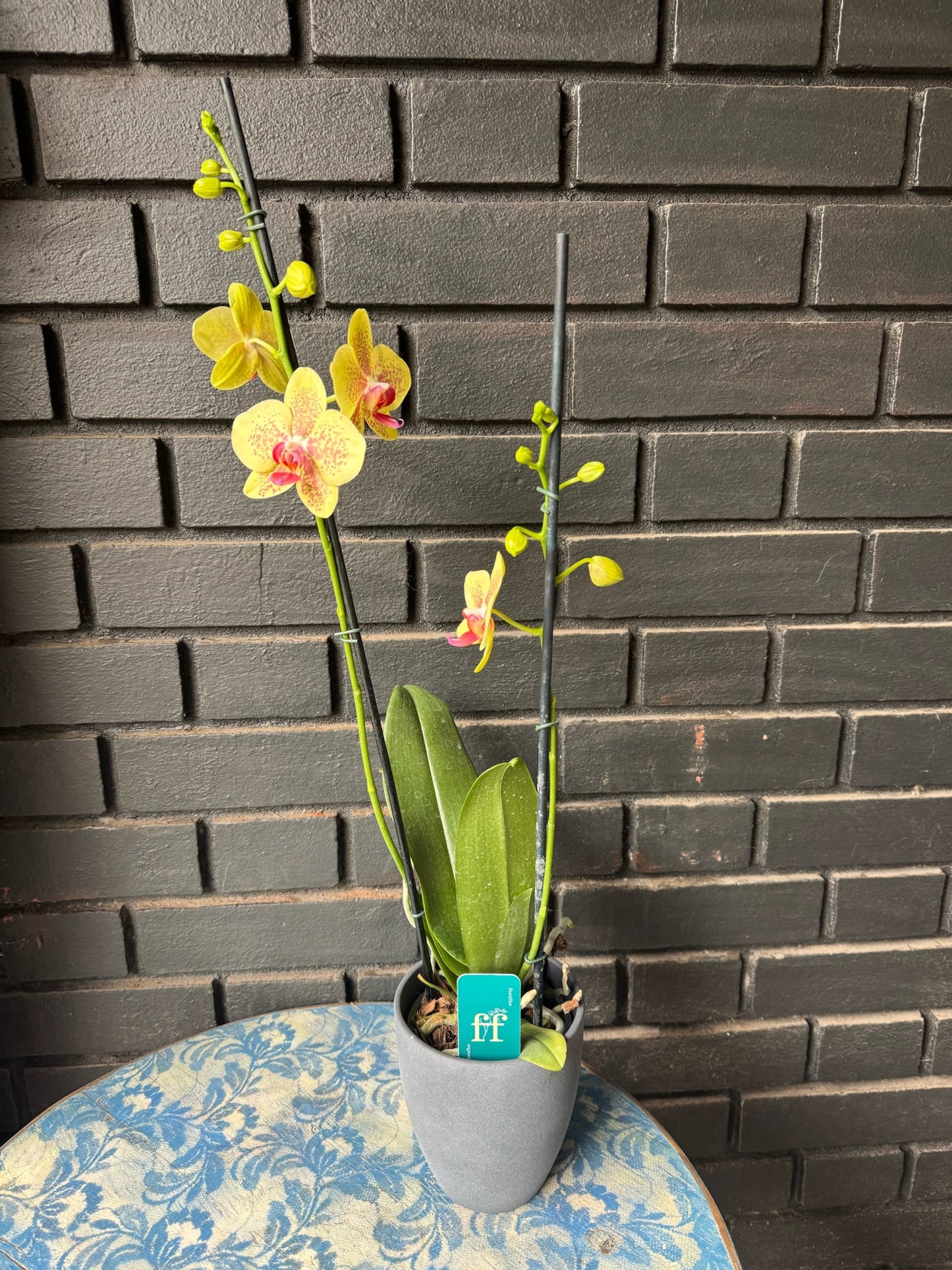 Orquídea Phalaenopsis Pulsation