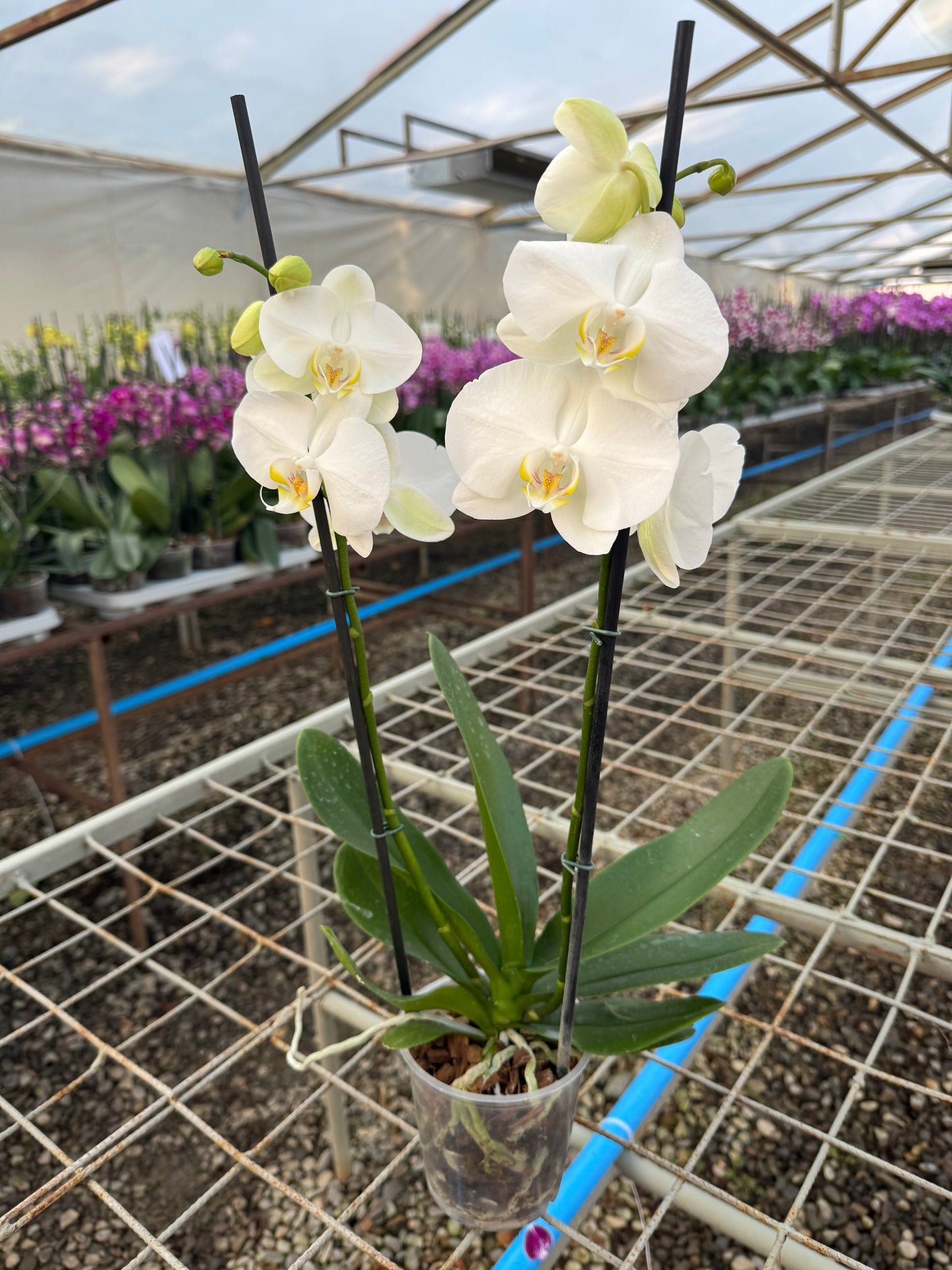 Orquídea Phalaenopsis Milkyway