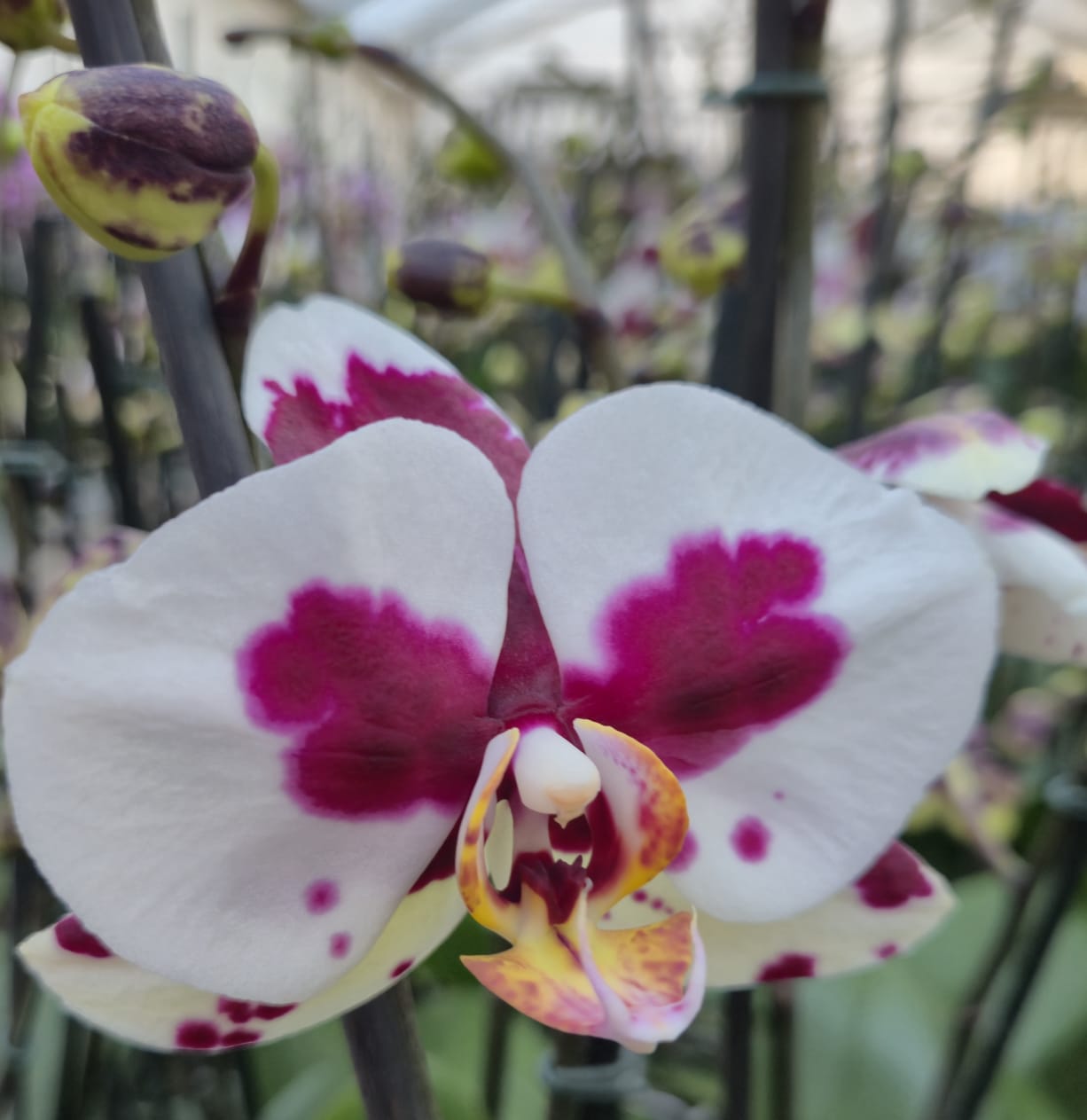 Orquídea Polka dots | Floraflor