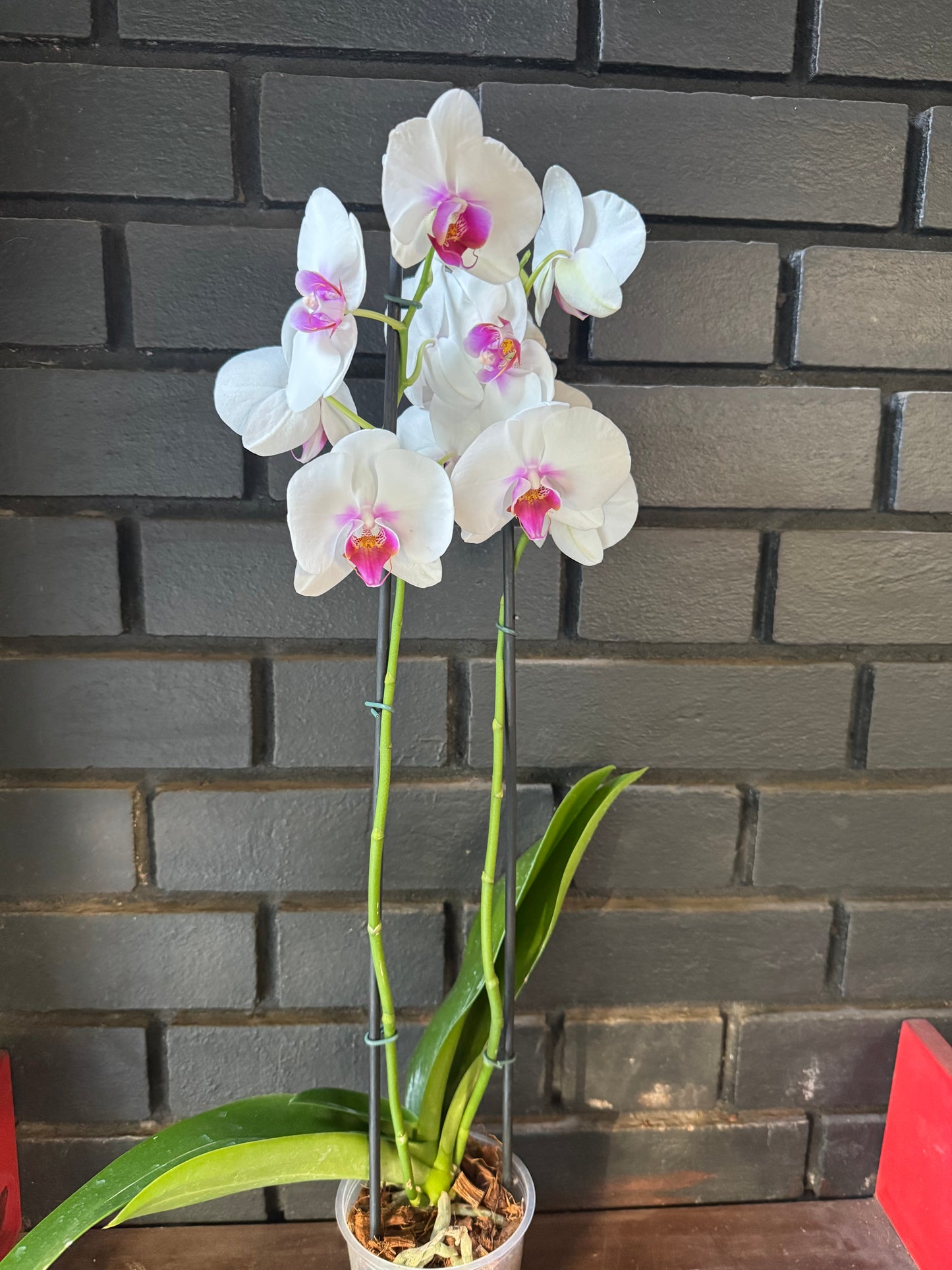 Orquídea Scarlion | Floraflor
