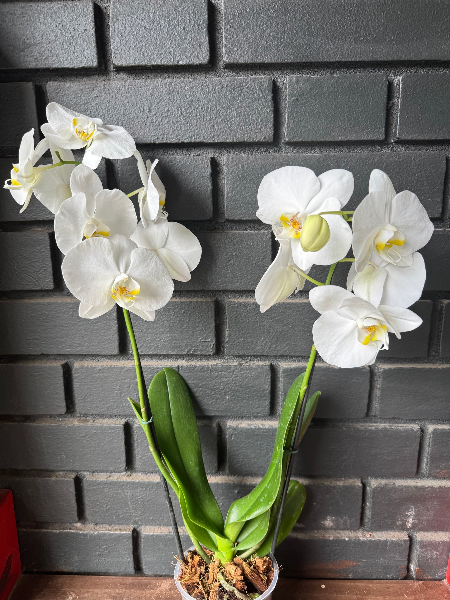 Orquídea Tapei | Floraflor