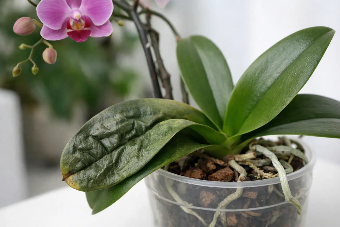 Hojas arrugadas en orquídeas: qué pasa