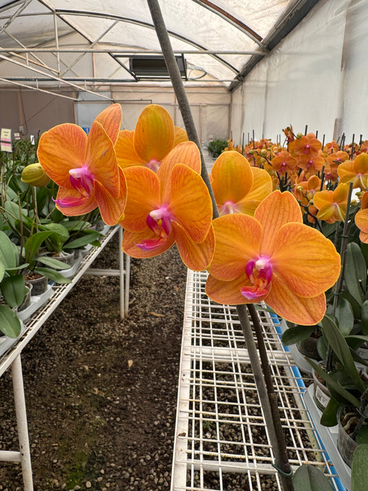 Orquídea Phalaenopsis Bologna | Floraflor