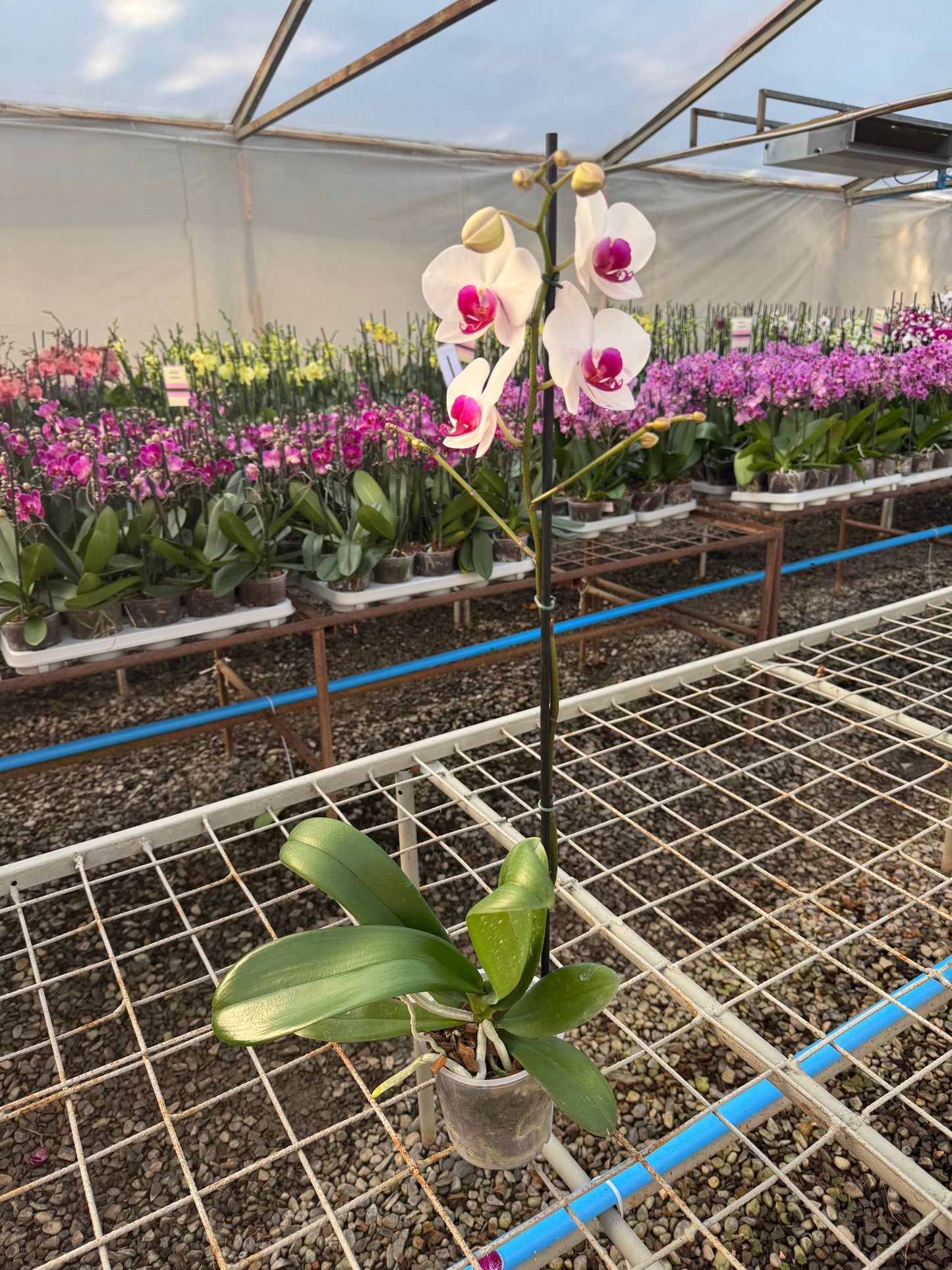 Orquídea Association | Floraflor