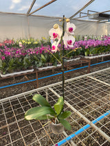 Orquídea Association | Floraflor