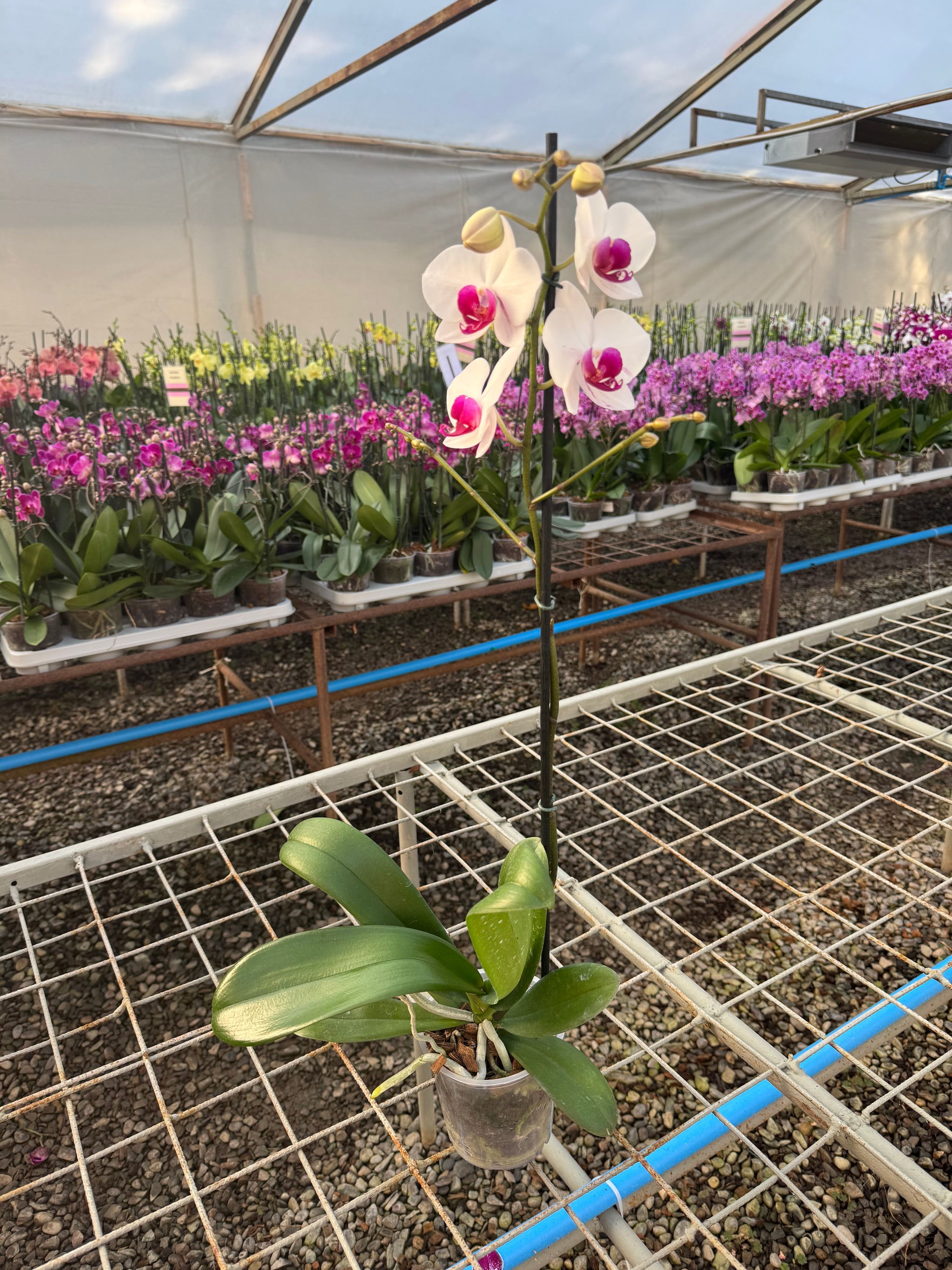 Orquídea Association | Floraflor