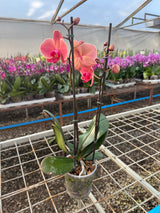 Orquídea Narbonne | Floraflor