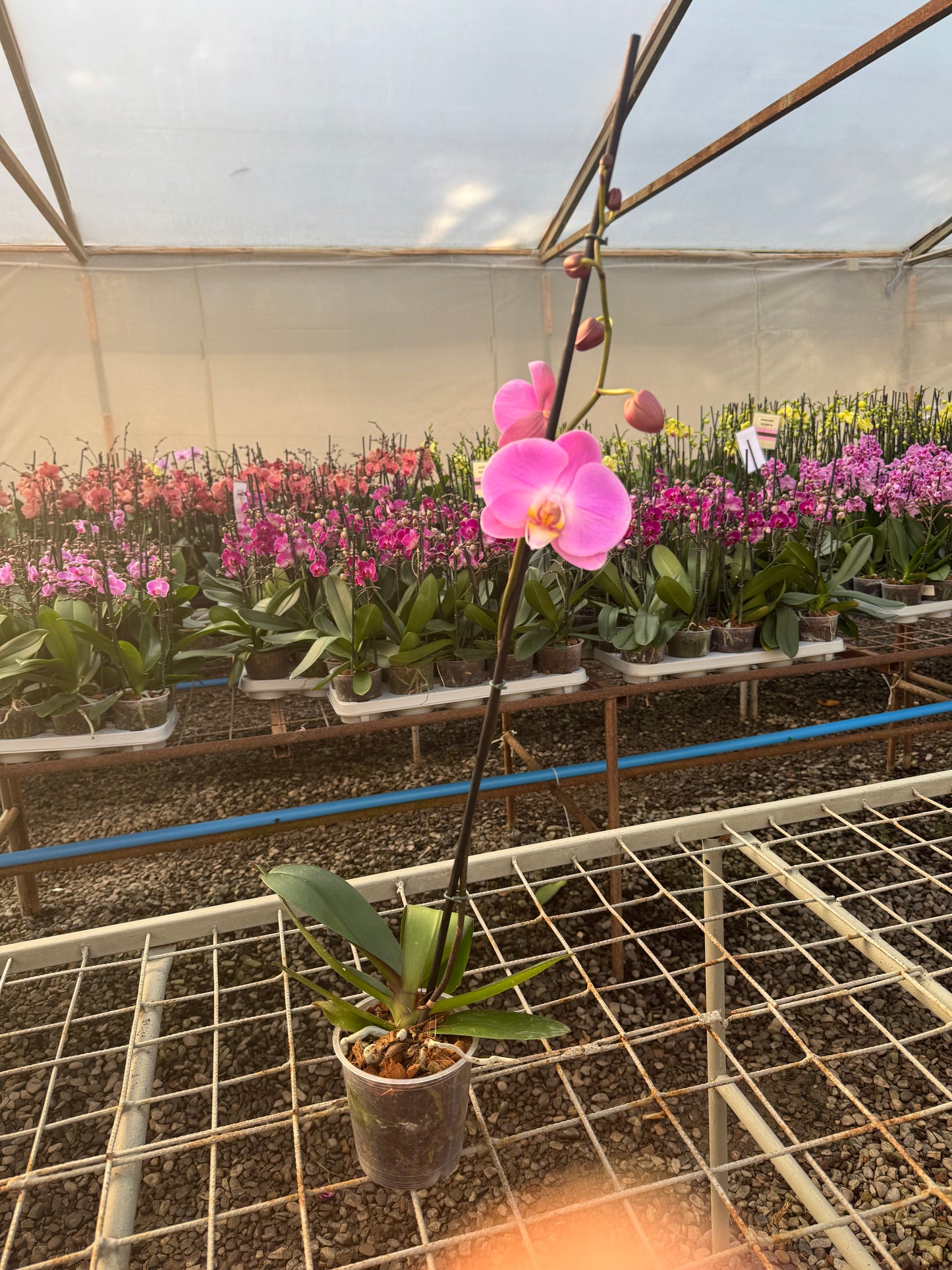 Orquídea Phalaenopsis New Delhi