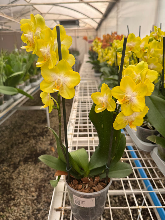 Orquídea Phalaenopsis Arezzo (Multiflora) | Floraflor