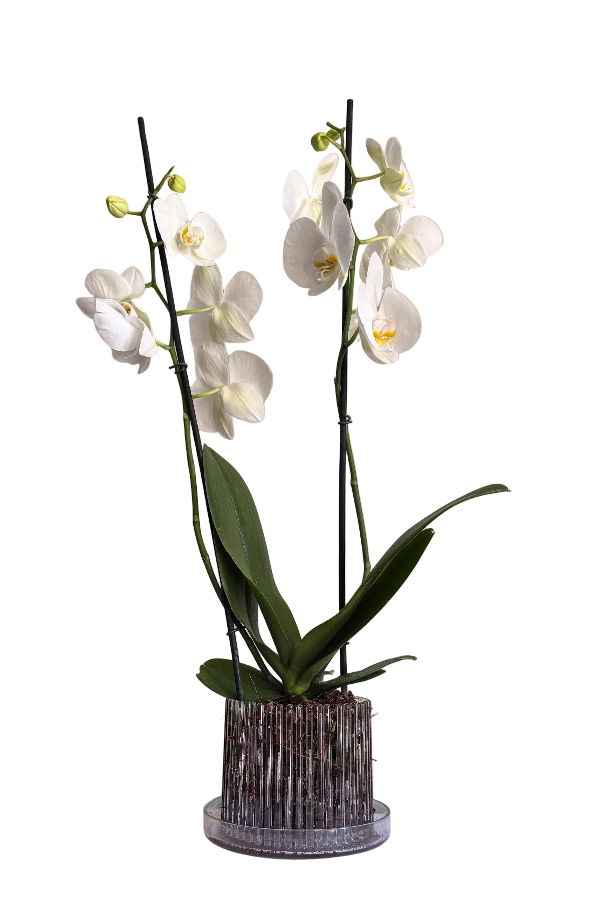 Macetero para Orquideas concho de vino M