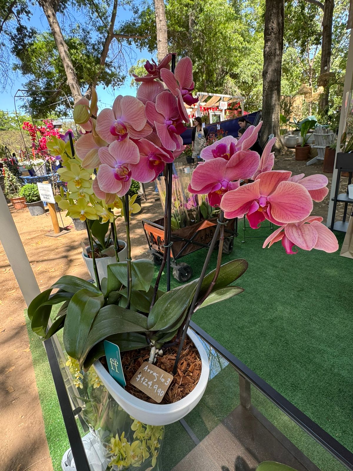 Arreglo 3 orquídeas en macetero Batea