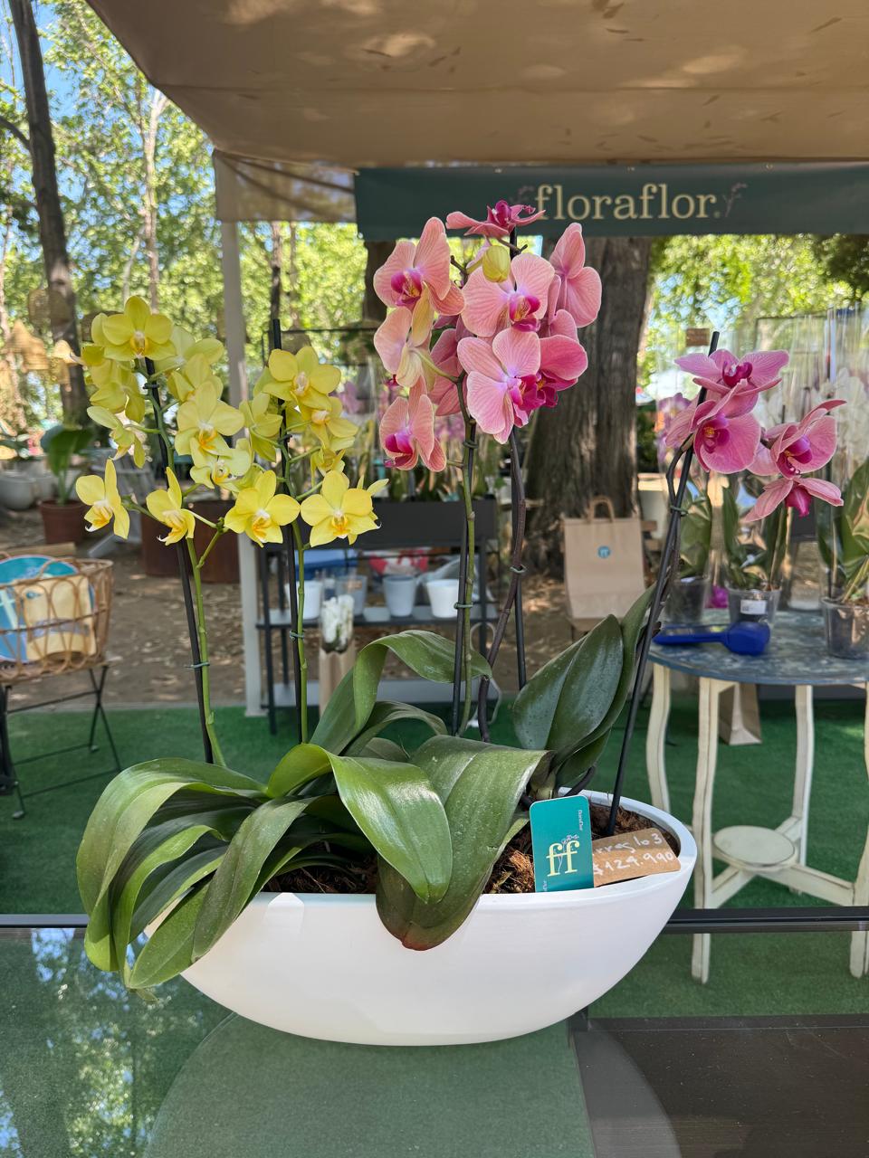 Arreglo 3 orquídeas en macetero Batea