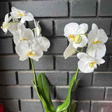 Orquídea Taipei | Floraflor