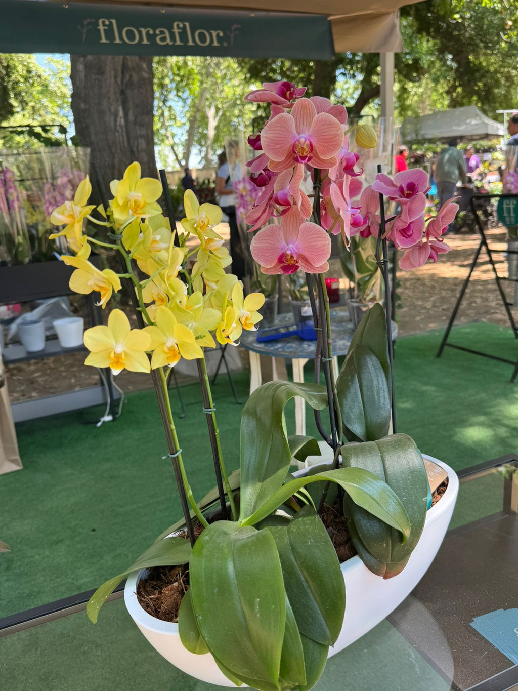 Arreglo 3 orquídeas en macetero Batea