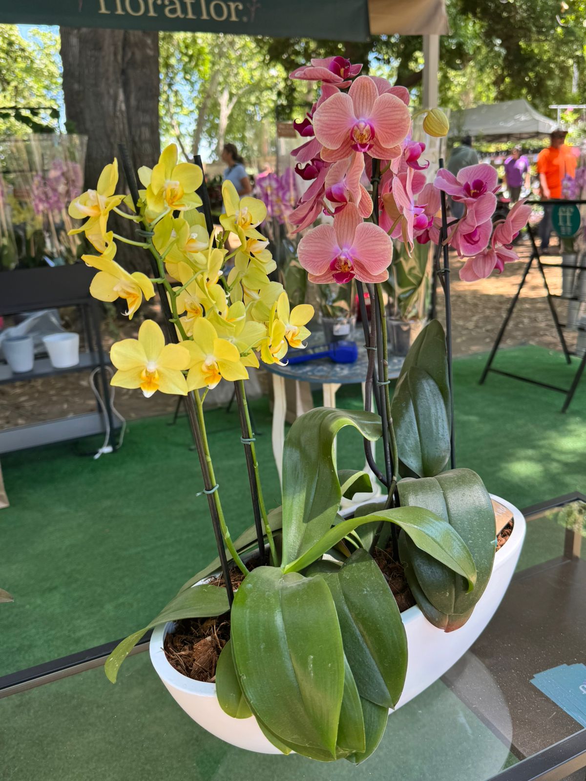 Arreglo 3 orquídeas en macetero Batea