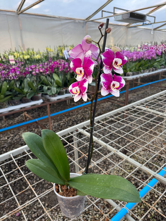 Orquídea Phalaenopsis Barcelona