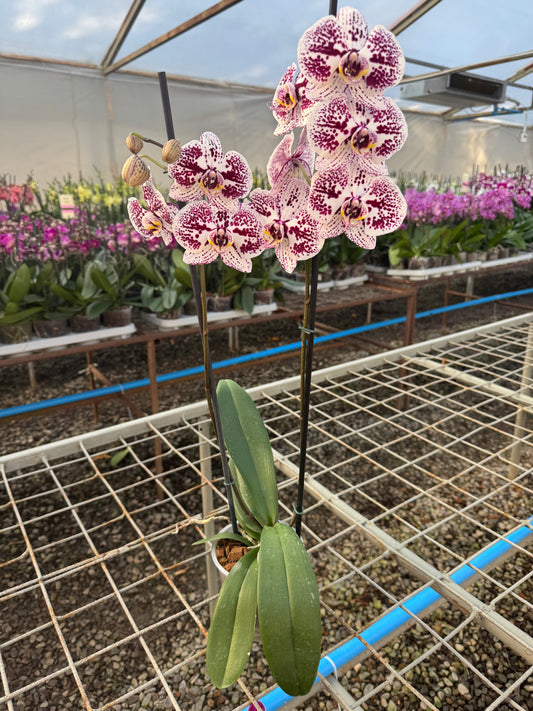 Orquídea Phalaenopsis Blanes | Floraflor