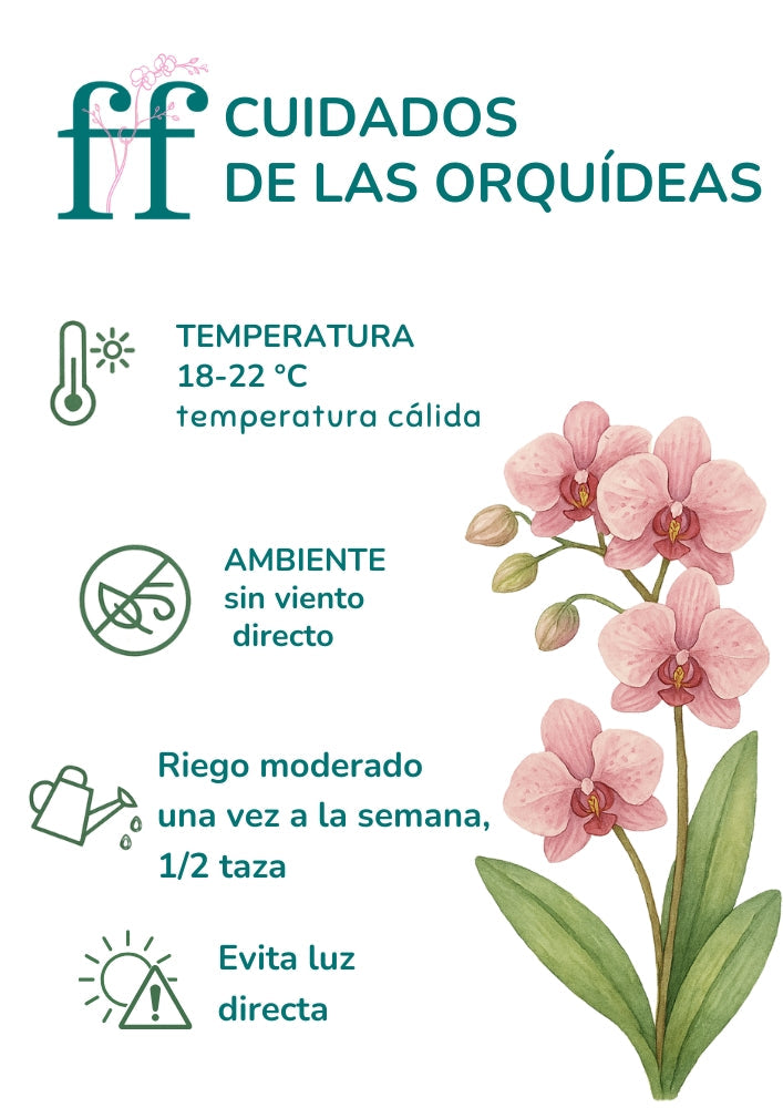 Orquídea 108124 | Floraflor