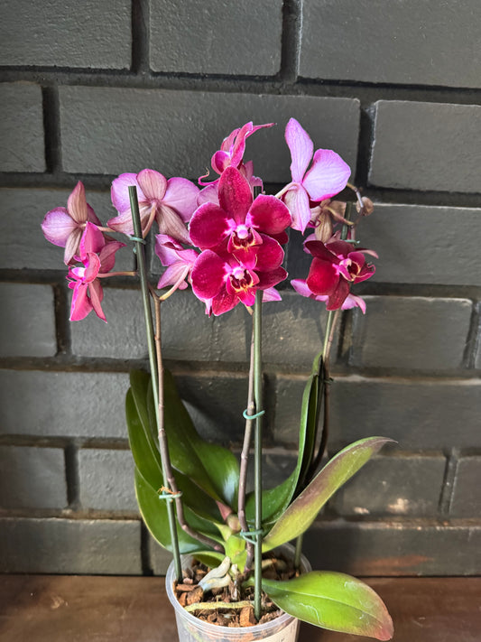 Orquídea Cartagena (MF) | Floraflor