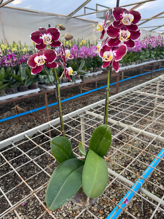 Orquídea Phalaenopsis Corazion | Floraflor
