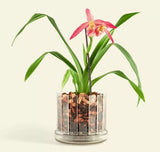 Macetero para Orquideas Coaster Scoop