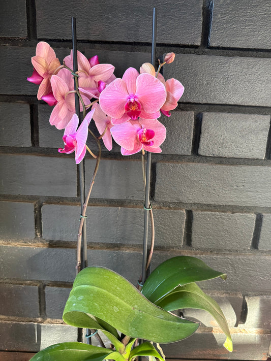 Orquídea Dijon | Floraflor