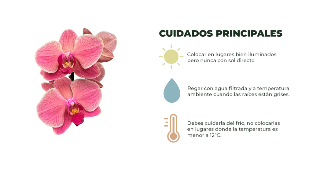 Orquídea Phalaenopsis Maribor 50–70 cm | Envío a todo Chile – Floraflor