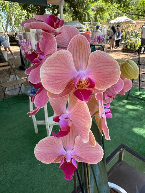 Arreglo 3 orquídeas en macetero Batea