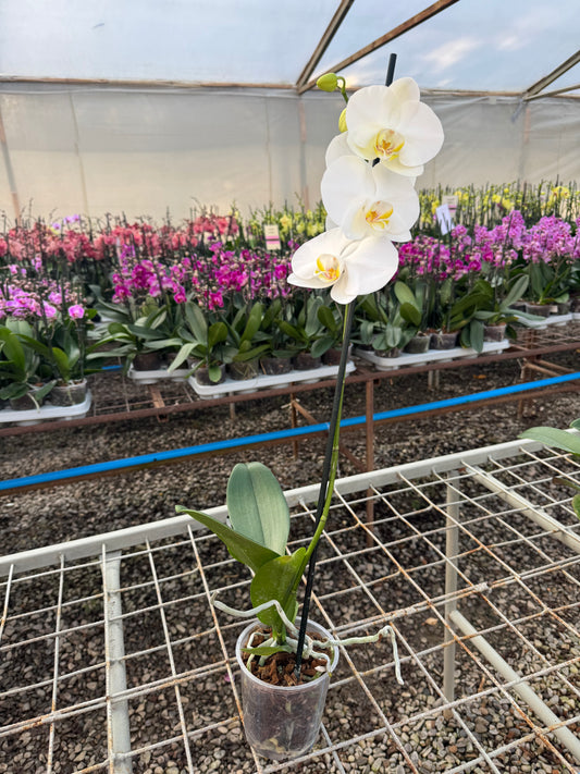 Orquídea Phalaenopsis Glasgow | Floraflor
