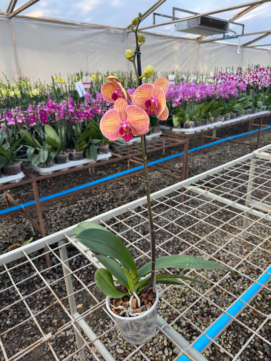 Orquídea Phalaenopsis Golden Leopard | Floraflor