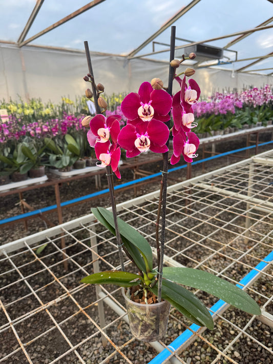 Orquídea Phalaenopsis Hot Chili | Floraflor