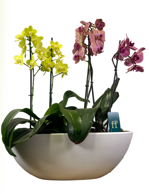 Arreglo 3 orquídeas en macetero Batea