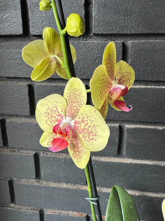 Orquídea Phalaenopsis Pulsation