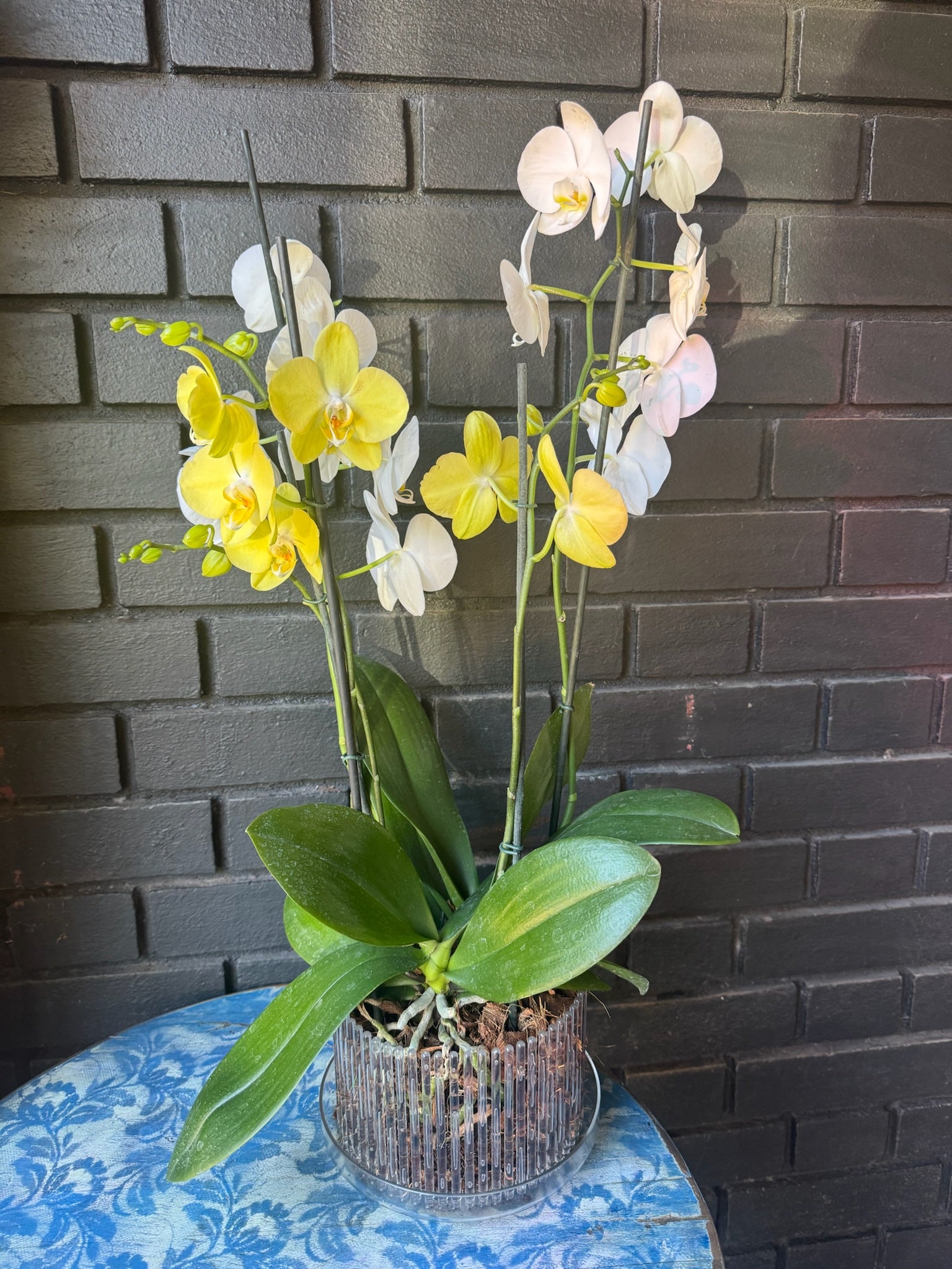 Arreglo 2 Orquideas