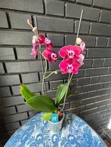 Orquídea Colmar | Floraflor