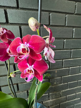 Orquídea Colmar | Floraflor