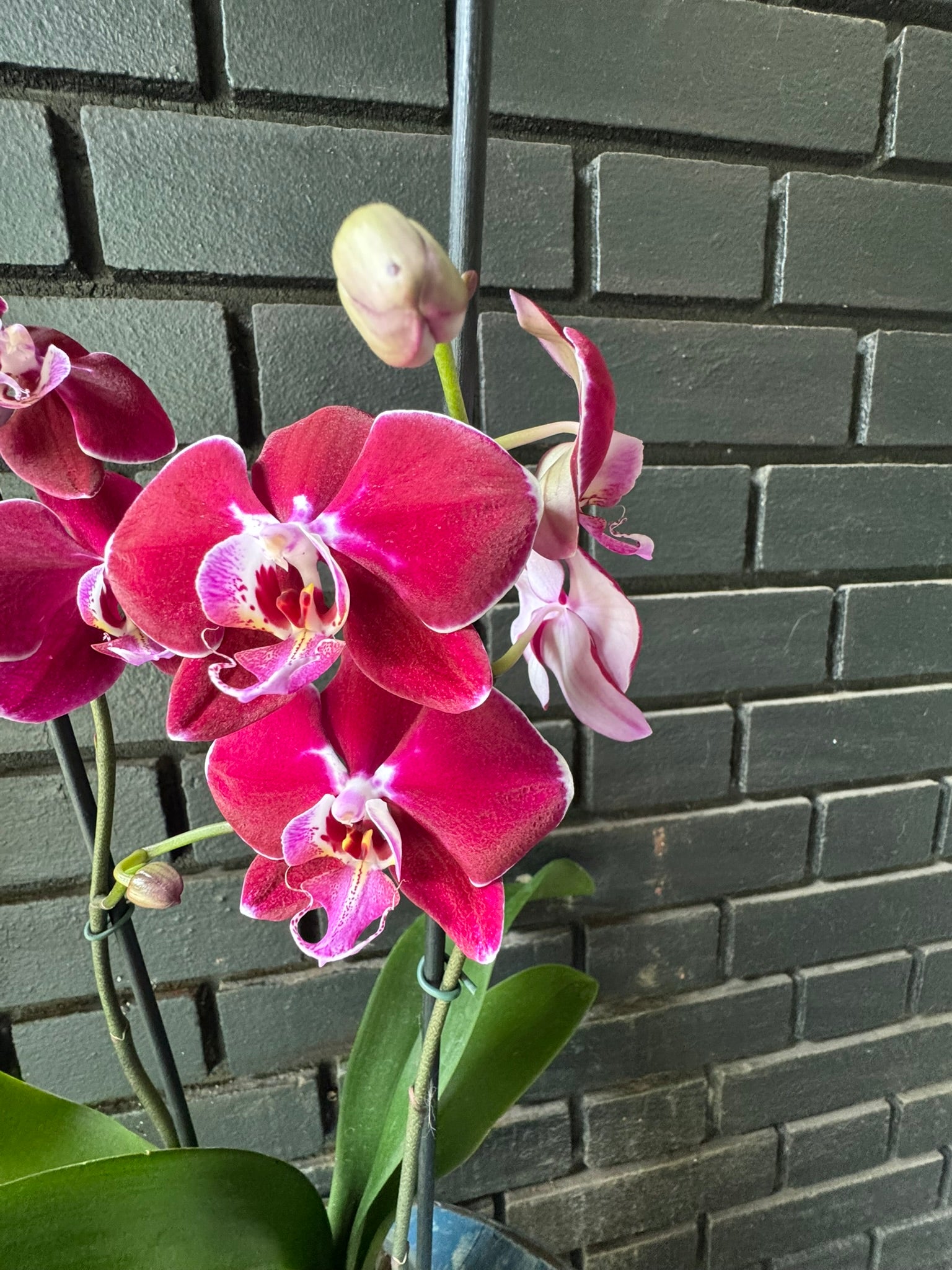 Orquídea Colmar | Floraflor