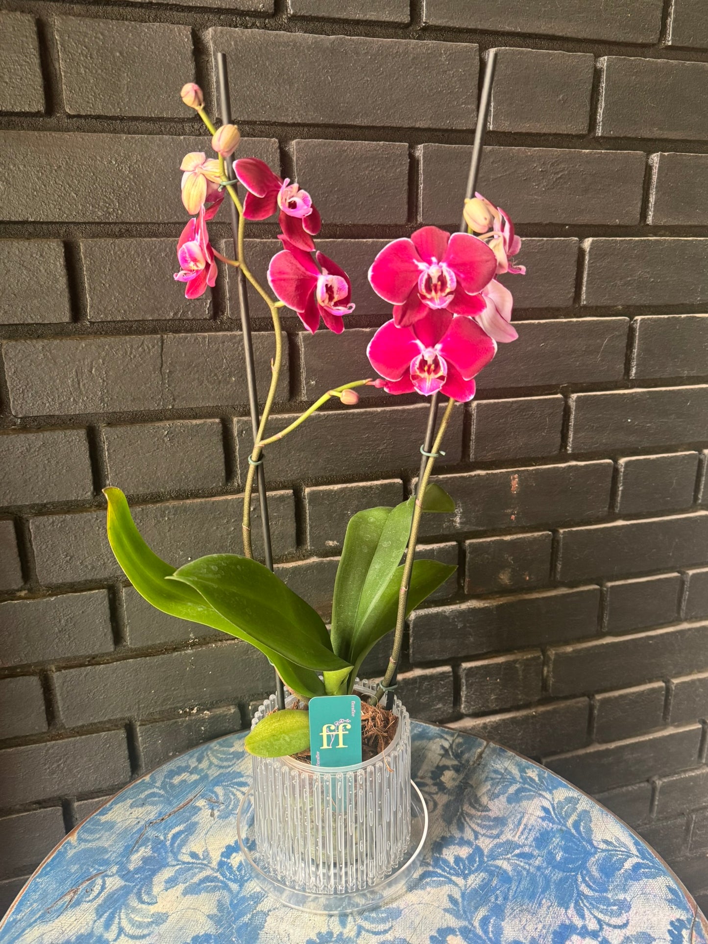 Orquídea Colmar | Floraflor