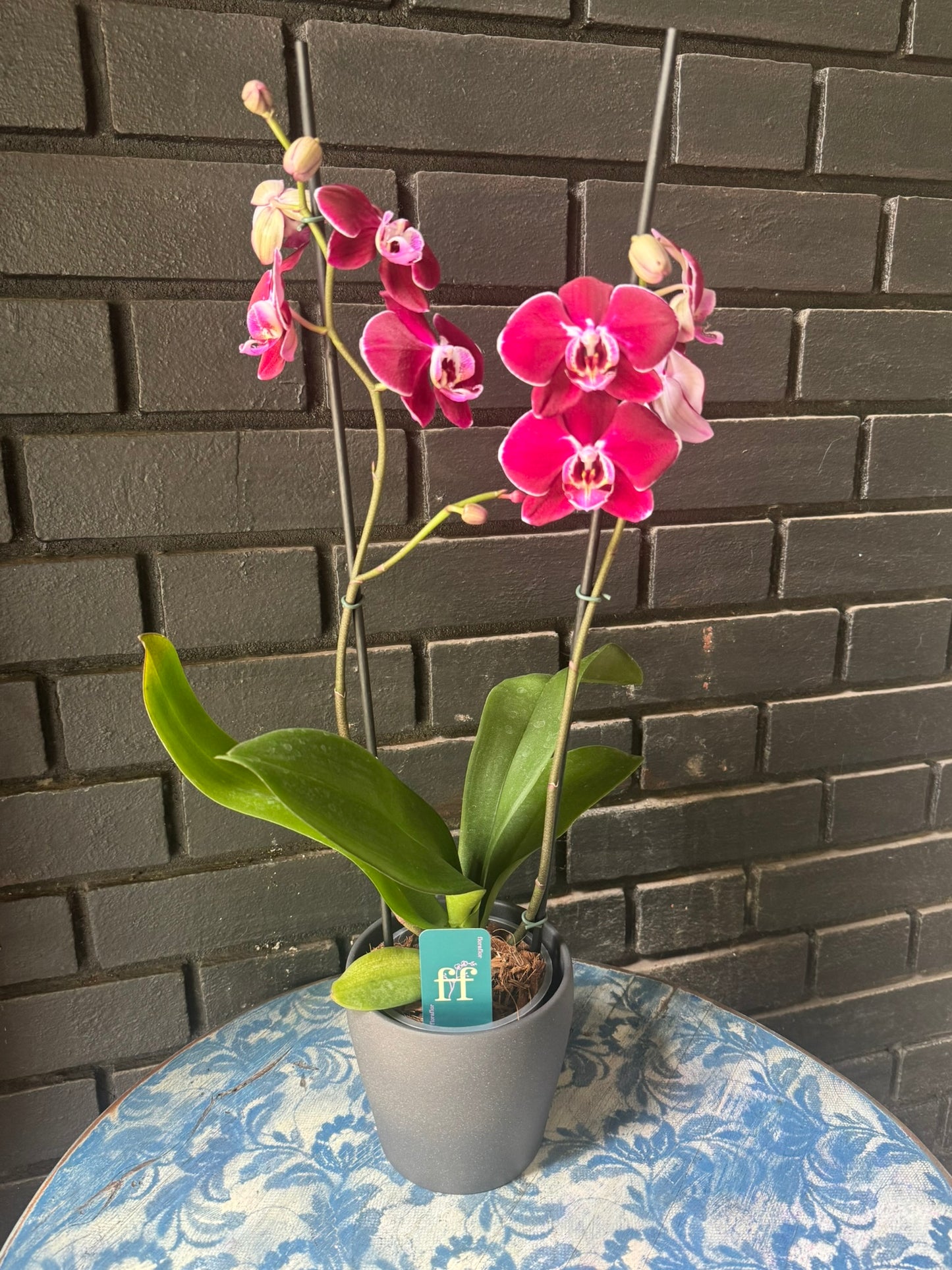 Orquídea Colmar | Floraflor