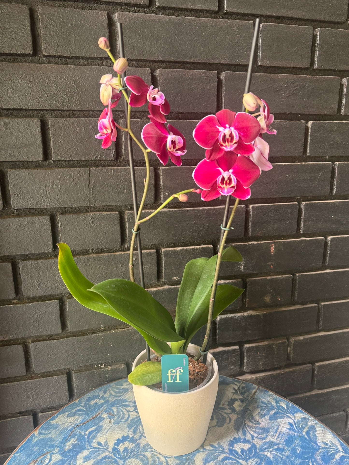 Orquídea Colmar | Floraflor