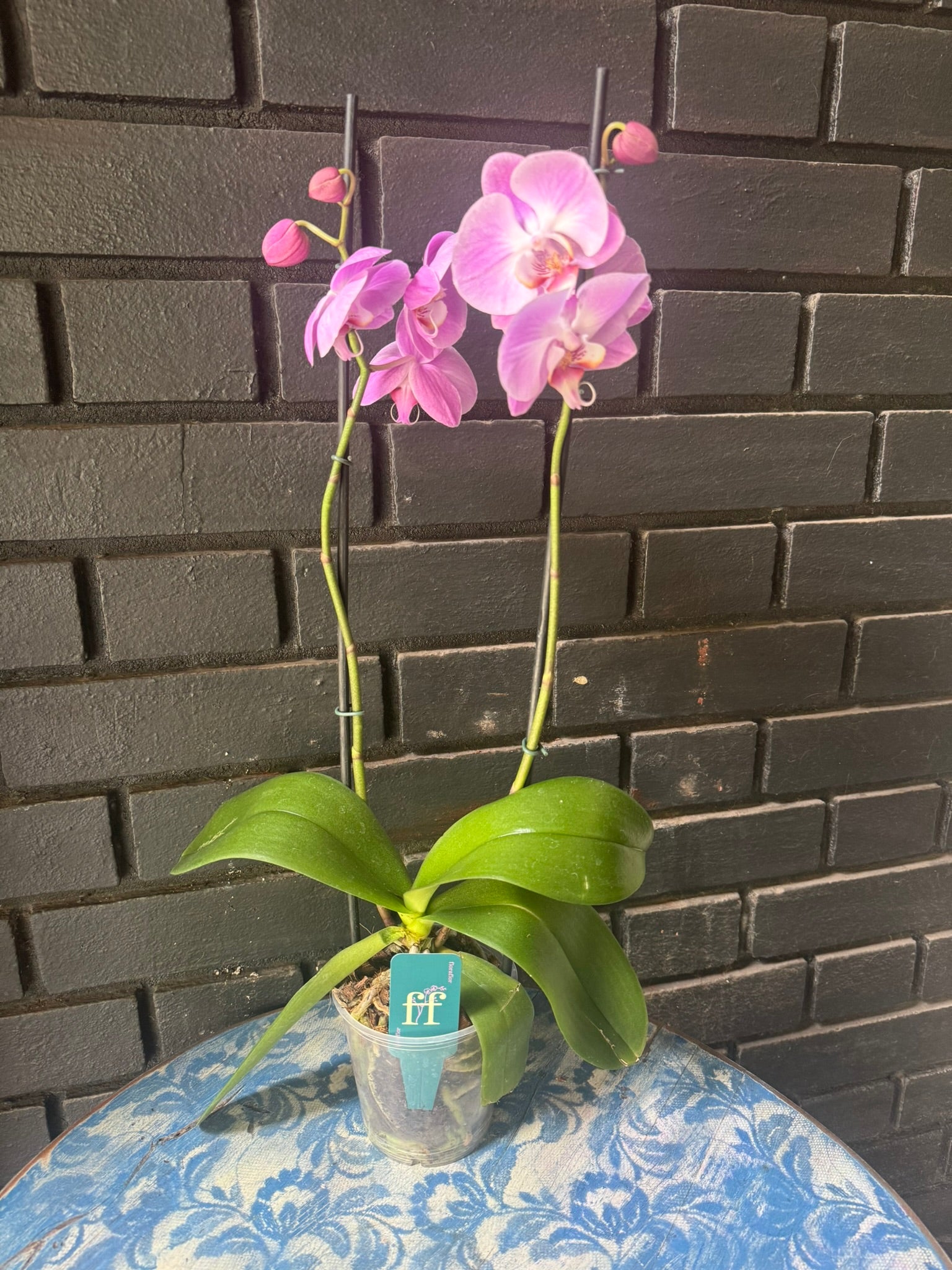 Orquídea Infinite Dreams | Floraflor