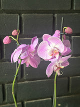 Orquídea Infinite Dreams | Floraflor