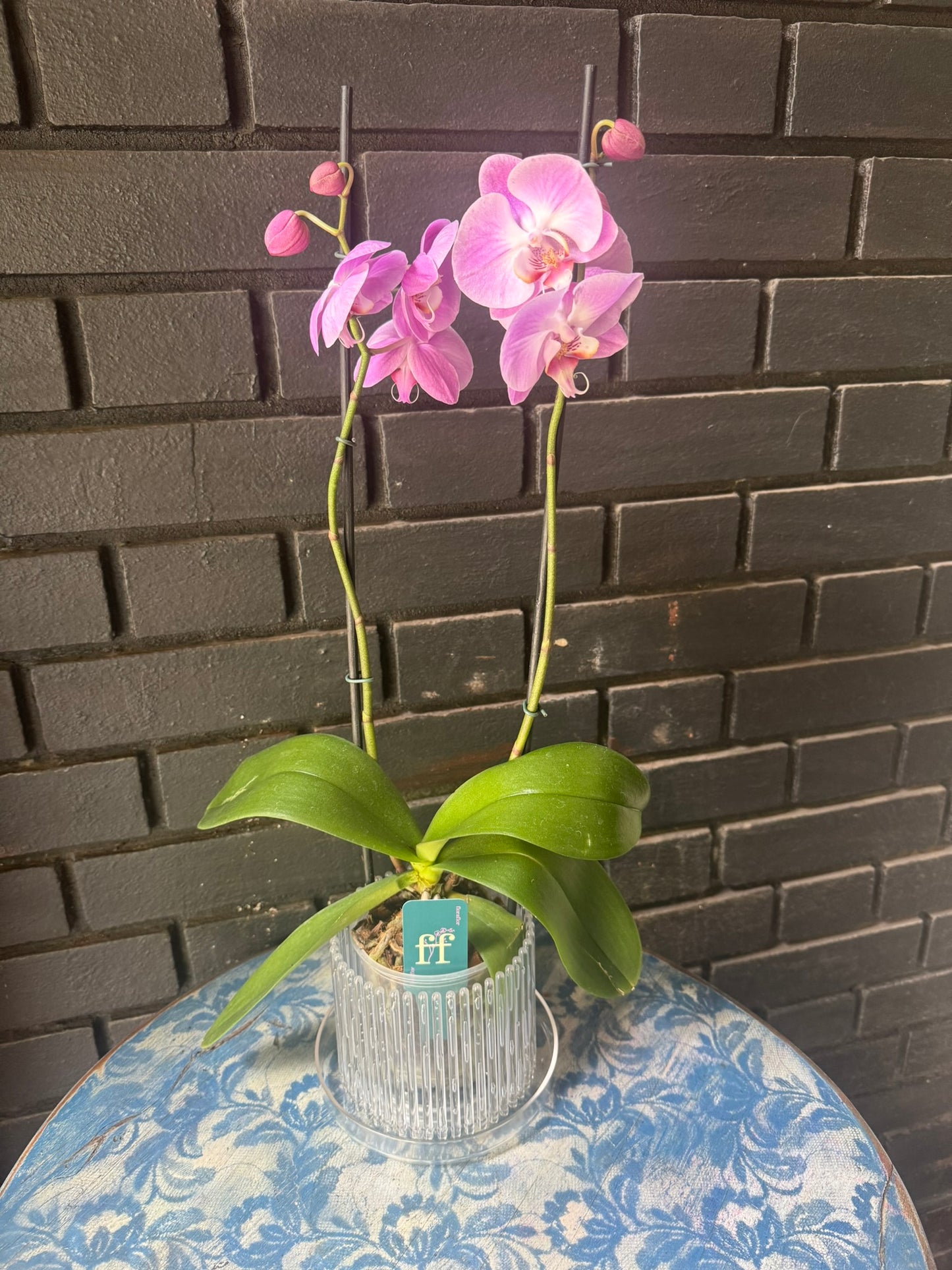 Orquídea Infinite Dreams | Floraflor