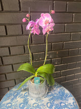 Orquídea Infinite Dreams | Floraflor