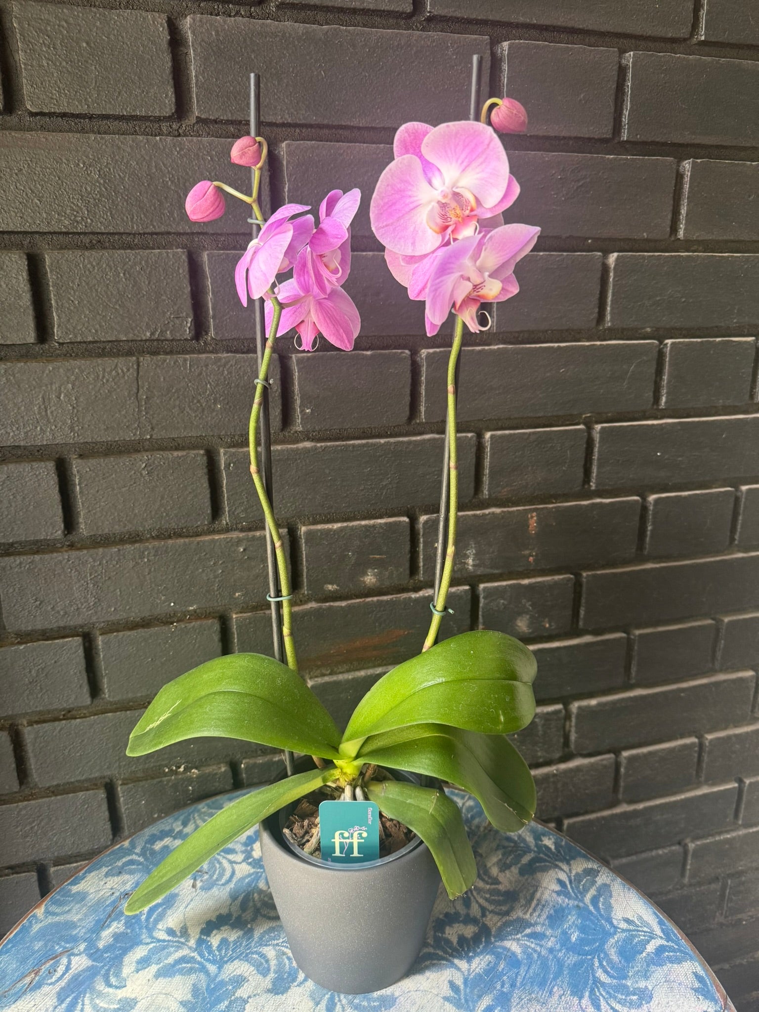 Orquídea Infinite Dreams | Floraflor