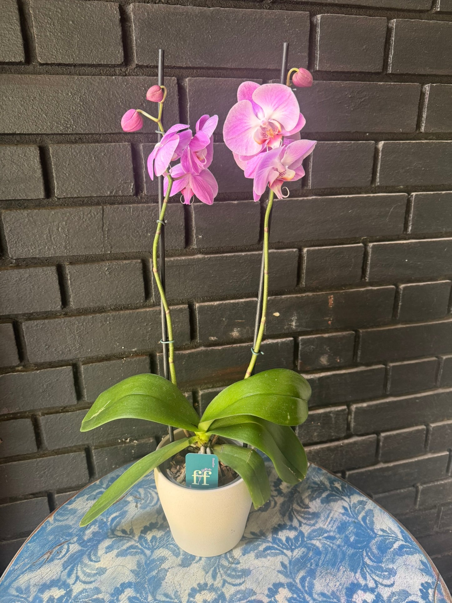 Orquídea Infinite Dreams | Floraflor