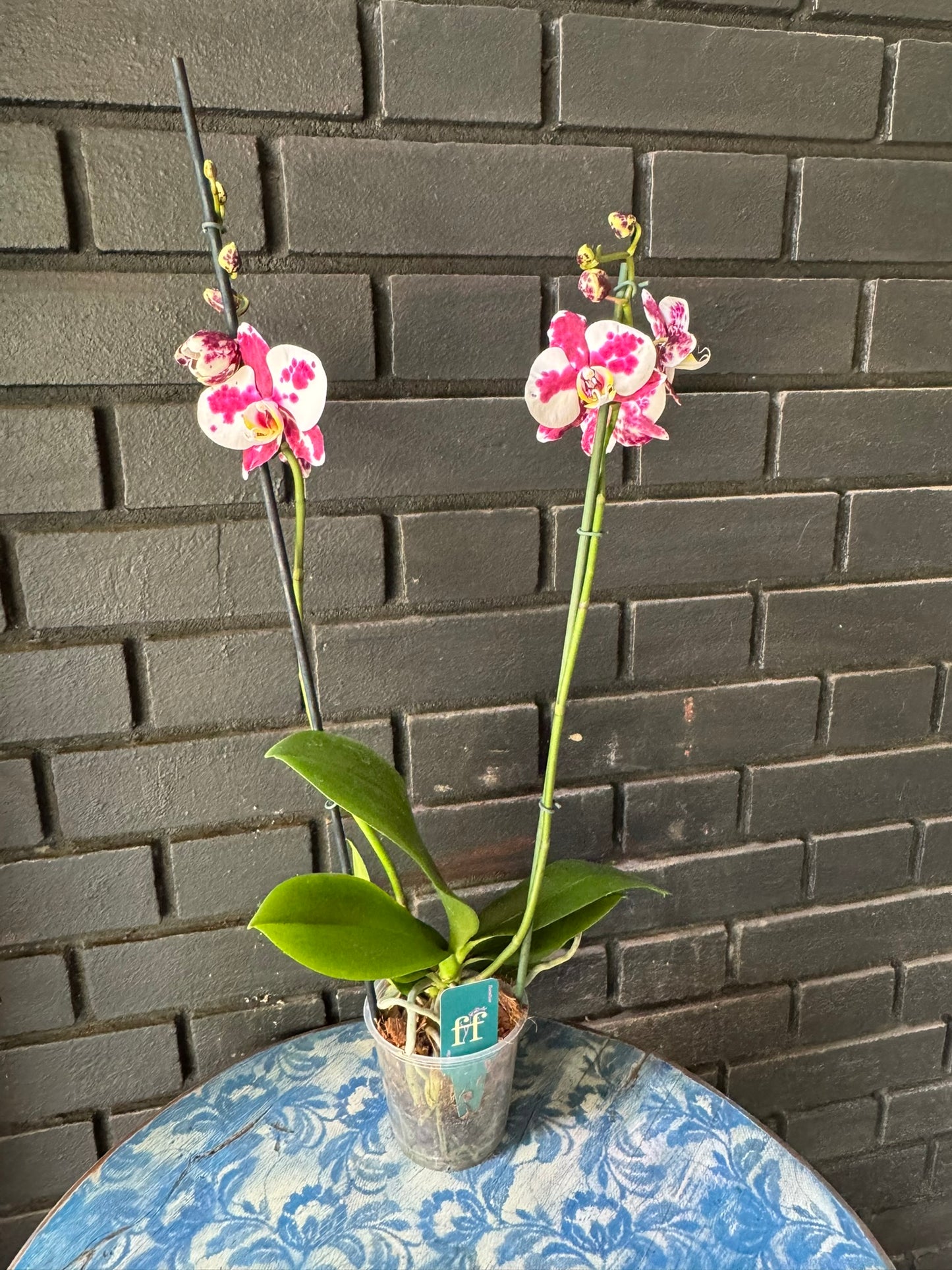 Orquídea Palamos | Floraflor